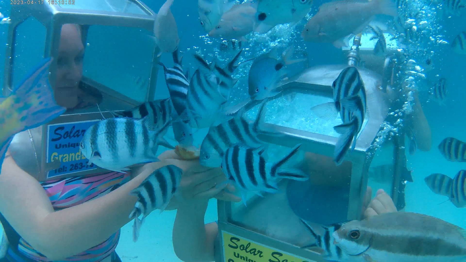Walk Among the Fish, create lifelong memories Walk Among the Fish, create lifelong memories